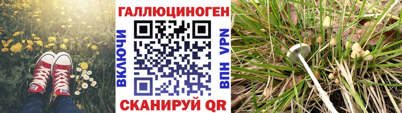 Купить где  Кондопога  Галлюциногенные грибы Cubensis 